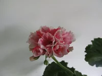 ramdisk-crop_153509866_DolYD.webp