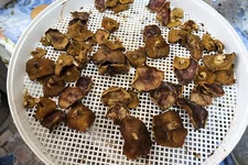 DSCF3562.webp