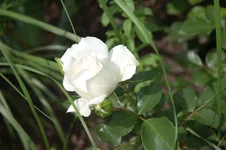 DSC_0516.jpg