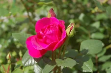 DSC_0517.webp