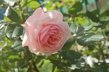 DSC_0520.webp