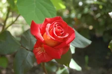 DSC_0523.webp