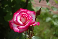 DSC_0525.webp