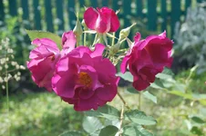 DSC_0527.jpg