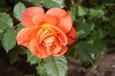 DSC_0530.jpg