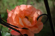 DSC_0531.webp
