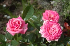 DSC_0533.webp