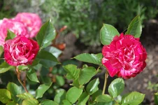 DSC_0534.webp
