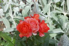 DSC_0535.webp