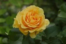 DSC_0544.webp