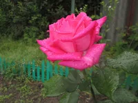 IMG_4414.webp