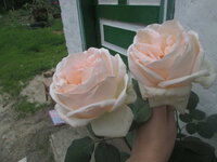 IMG_4429.jpg