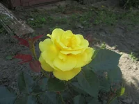 IMG_4358.webp