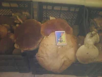 viber imag8e.webp