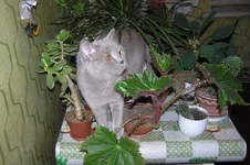  в цветах ).webp