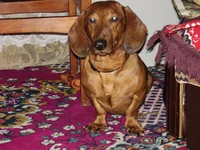 Dnepr January 004.webp