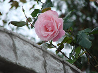 DSC02623.jpg