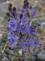 IMG_1135.jpg