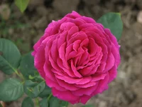 IMG_1006.webp