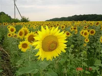 .webp