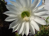 DSC00563.webp