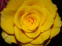 DSC01596.webp
