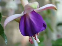 DSC01790.webp