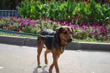 DSC_2555.webp