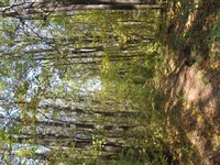  045.webp