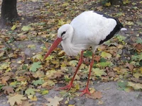  132.webp