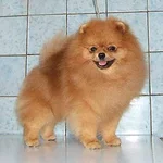 ALJENS PRINCE CHARMING (ЯША)3.webp