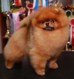 JanSharsTrump.webp