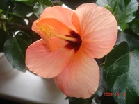 _розово-персиковый_7_10_09 (2).webp