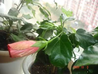 _бутон_розовый_7_10_09 (1).webp