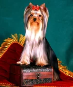 WinstonChurchillrussiae.jpg