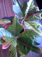 15-09-09_1627 kroton.webp