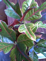 15-09-09_1628 kroton.webp