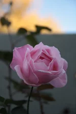 IMG_4445(1).webp