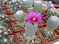 10102009077.webp