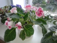 20160531_183755.webp