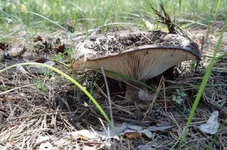 IMGP6525_1000.webp