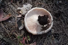 IMGP6527_1000.webp