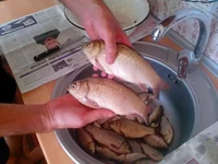 IMG_20160619_152113.webp
