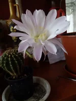 IMG_20160610_055958.webp