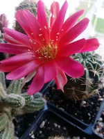 IMG_20160615_181123.webp