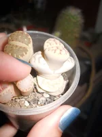 DSCN5244.webp