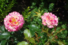 DSC_0553.jpg