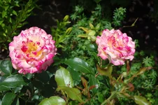DSC_0553.webp