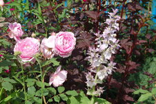 DSC_0556.jpg