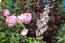 DSC_0556.webp